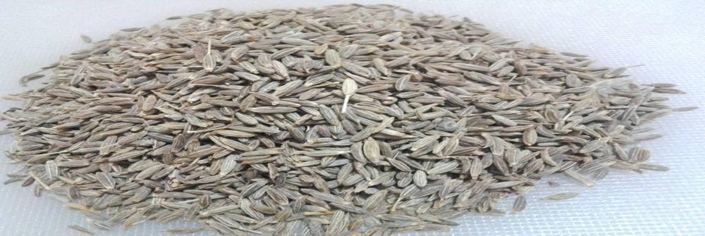 Cumin Seeds